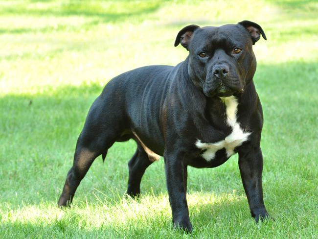 XL Bully’s were bred from the American staffordshire terrier.