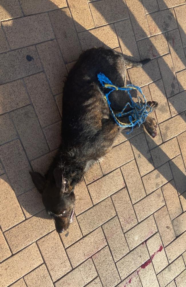 The restrained dog awaits City of Darwin rangers after Sunday’s incident.