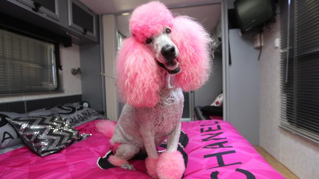 A day in the life of pink poodle Coco Chanel. She is pictured in her caravan. Picture: Glenn Hampson