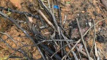 The guns were found under a pile of sticks on a Mount Wilson fire trail. Picture: Supplied