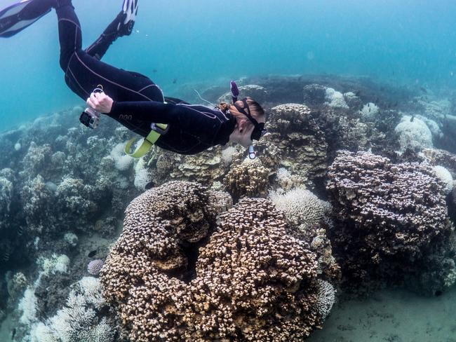 Sylphs LHI seascape bleaching.Associate Professor Tracy Ainsworth from UNSW Science's School of Biological, Earth and Environmental Sciences. UNSW Scientists will run a "walking snorkel" tour of the Sydney Institute of Marine Science (SIMS).