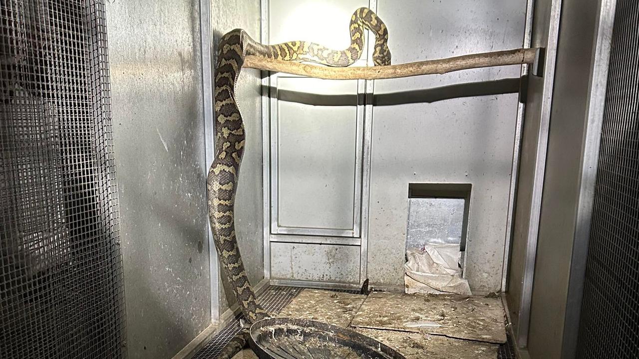 Sara Hof from Bondoola returned home from dinner to find a huge python in her chook pen.