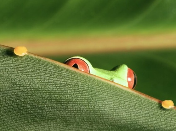 This frog, just like Pepe, is looking a little nervous. Picture: Getty Images