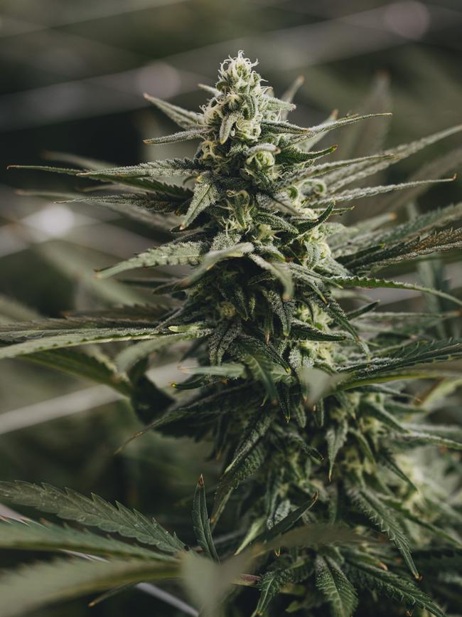 Mastering the cultivation, harvest and post-harvest production of medicinal cannabis has been the secret to Biortica Agrimed’s success. Picture: Supplied
