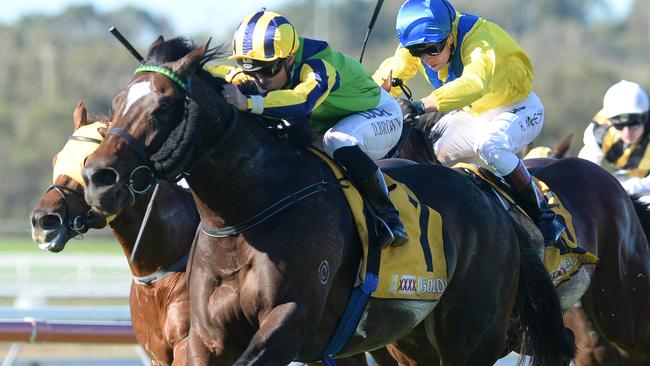 Damian Browne steers Tivaci to victory on Saturday. Picture: Grant Peters