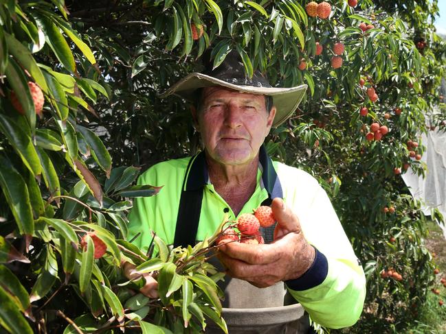 Mareeba lychee farmer Mal Everett picking fruit on the farm. Picture: Anna Rogers