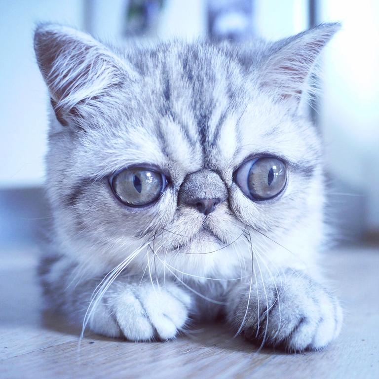 Herman, the exotic shorthair has ginormous eyes. Picture: Barcroft/Getty