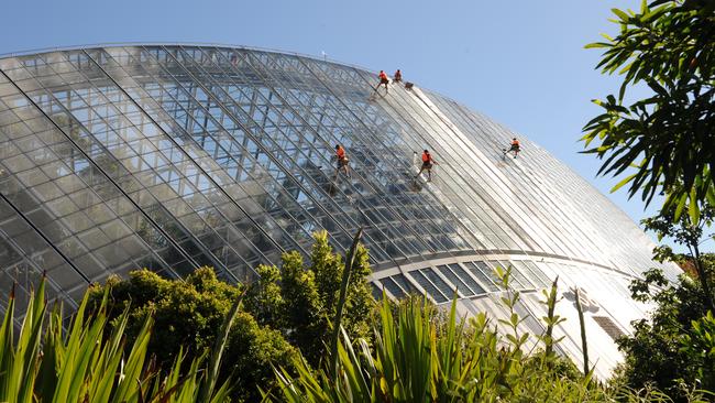 Window washers cleaning the outside of the Adelaide Botanic Gardens Bicentennial Conservatory.