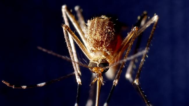 A malaria outbreak has been detected on a remote island in the Torres Strait.