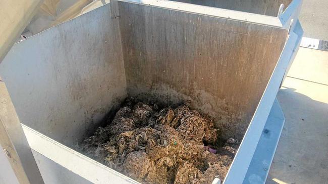 A fatburg at Gympie Regional Council sewage treatment plant this week. Picture: Contributed