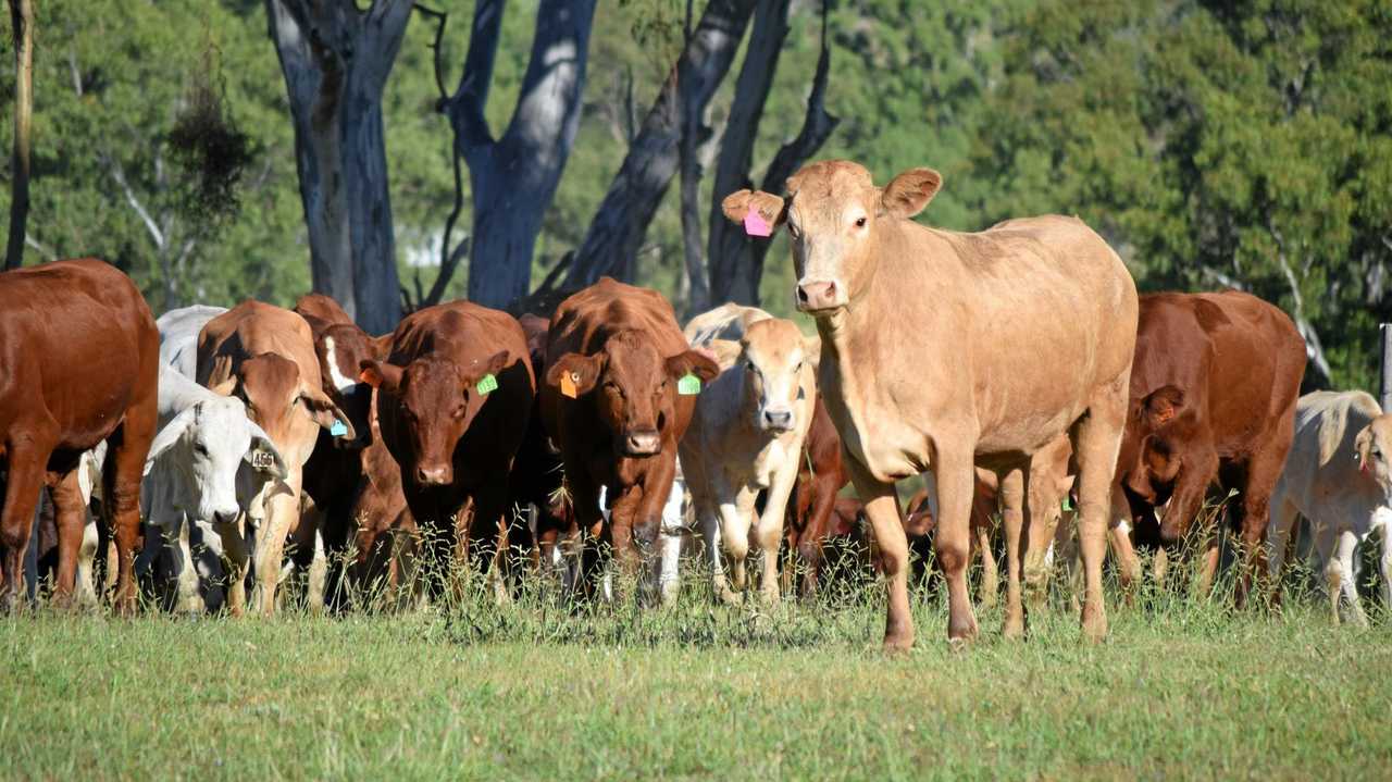 CQ Woman Seriously Injured After Being Trampled By Cattle | The Courier ...