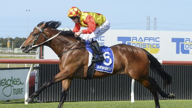 Silencio Porfavor is out to maintain his perfect record when he resumes at Warwick Farm. Picture: Bradley Photos