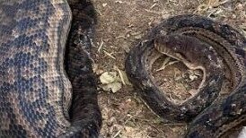 Scrub Python found in woman's yard. Credit: Elise LeHewitt