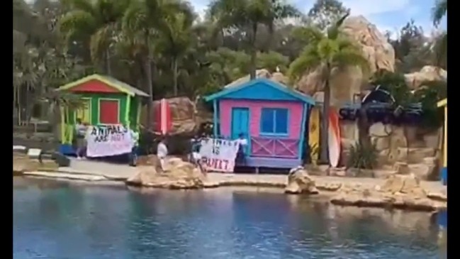 Protester stop dolphin show at Sea World Gold Coast