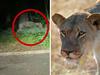 Twist after ‘lioness’ spotted in Berlin