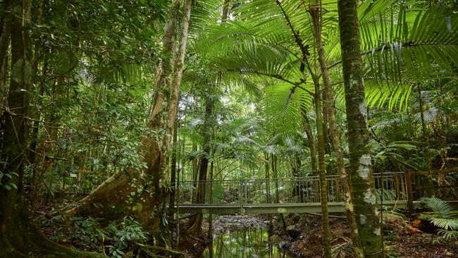 A boardwalk over a creek at the Daintree Discovery Centre. Picture: Tourism and Events Queensland