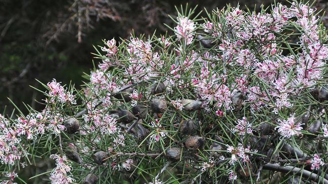 Peter Cundall: Choose your eucalypts carefully for wind protection