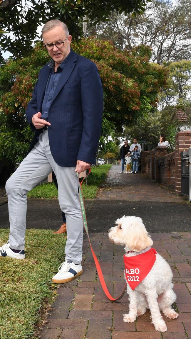 PM Albo walks the First Dog Toto