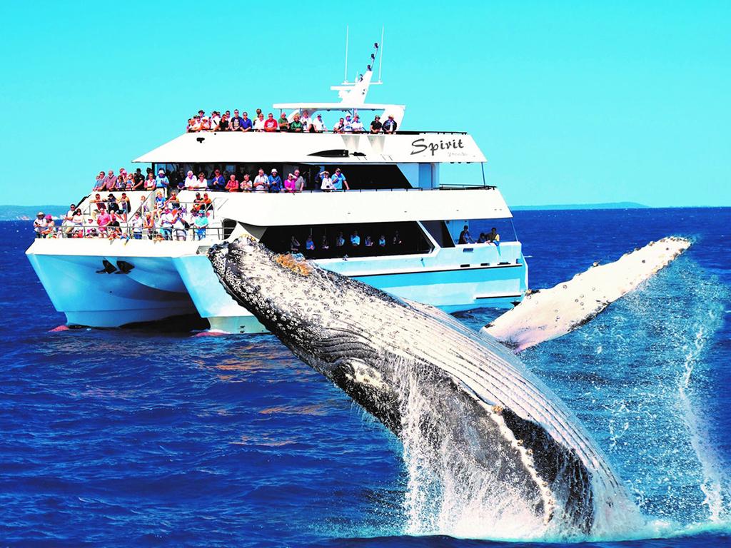 <span>15/21</span><h2>Chase whales in Hervey Bay</h2><p><a href="https://www.discoverherveybay.com/" target="_blank">Hervey Bay</a> isn’t just for whale watchers, but if you’re interested in seeing the great mammals of the sea, this is the place you’d visit. Just 3.5 hours north of Brisbane, this town is known as the whale nursery because its calm, protected waters make it easy for migratory whales to nurture young calves. Picture: Tourism and Events Queensland</p>