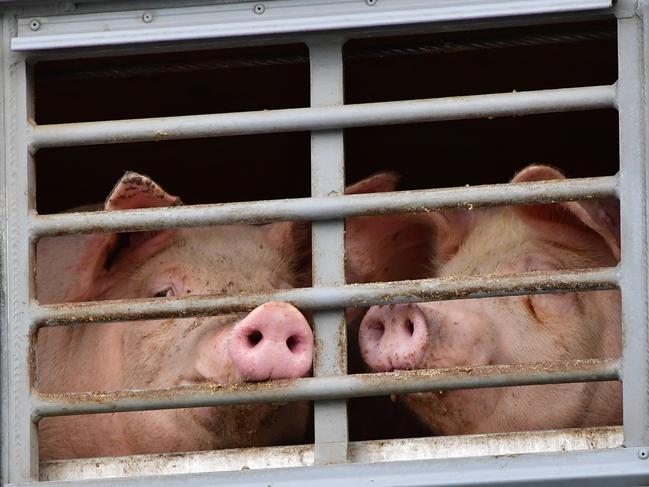 RHEDA-WIEDENBRUCK, GERMANY - JULY 17: A pig looks on from a truck loaded with pigs at the Toennies slaughterhouse and meat packing plant as the facility reopens following an outbreak during the coronavirus pandemic on July 17, 2020 in Berlin, Germany. Over 1,500 of the approximately 7,000 workers at Toennies tested positive for Covid-19 infection last month, resulting in the closure of the plant for weeks. The reopening has been somewhat delayed today by the need for modifications to the slaughter system, though it is expected to resume later today. (Photo by Alexander Koerner/Getty Images)