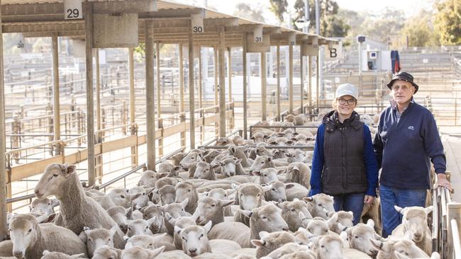 NEWS: GFA Katrina Ogden selling lambsBendigo Livestock Exchange. Monday sheep sales.Pictured: Robert Hiscock from Kilmore and 13yo granddaughter Milla selling 250.