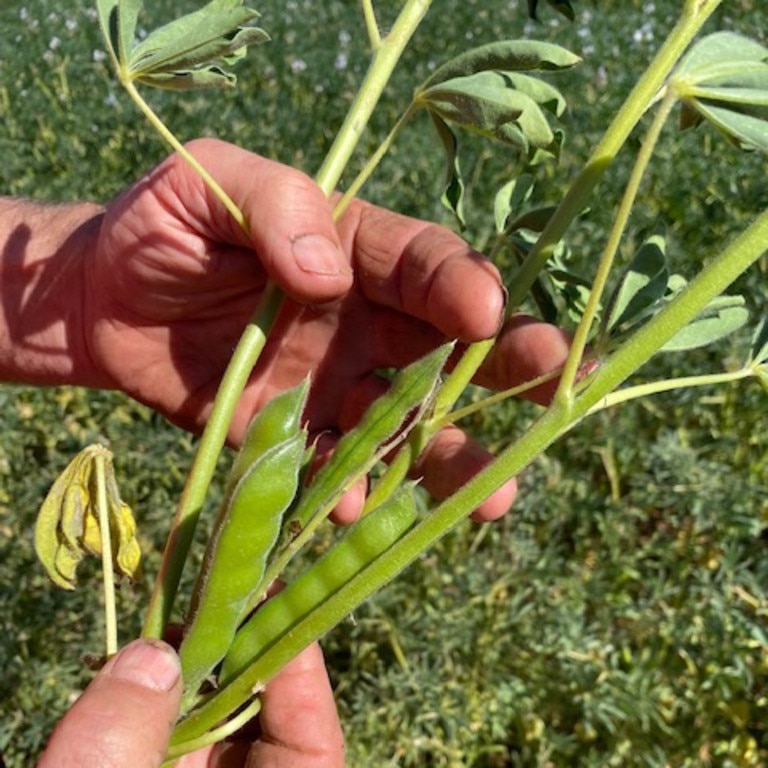 The lupin flour is added to soups and cakes and desserts through rigorous recipe development strategies to yield a high nutritional content without impacting taste. Picture: Lupins for Life