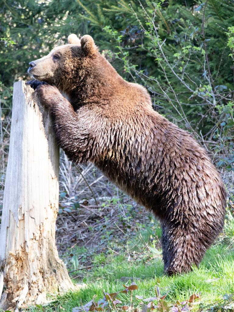 Women are asking if they’d rather be trapped in the woods with a man or a bear. Picture: iStock