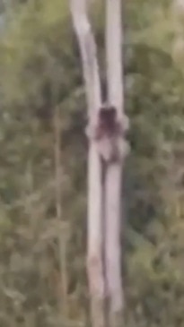 Heartbreaking footage emerges of Koalas clinging to trees as their homes are destroyed