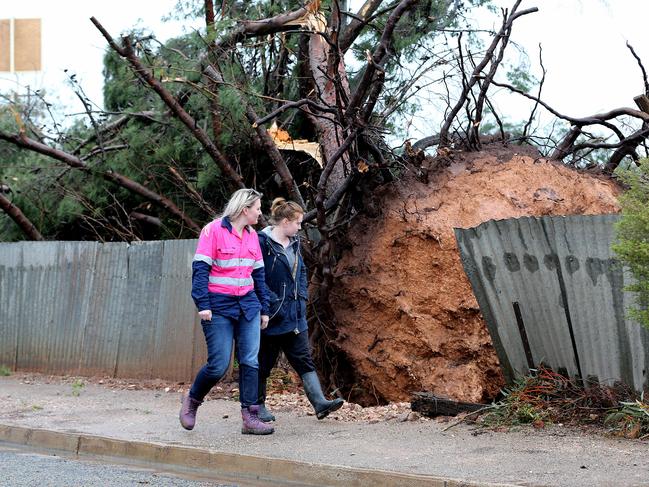 A massive uprooted tree in Blyth, in the Mid North. Picture: Dylan Coker
