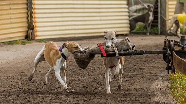 is there a whippet club