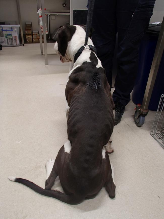 Miso Trifkovic was convicted of failing to provide veterinarian treatment and sufficient food. Photo: RSPCA NSW