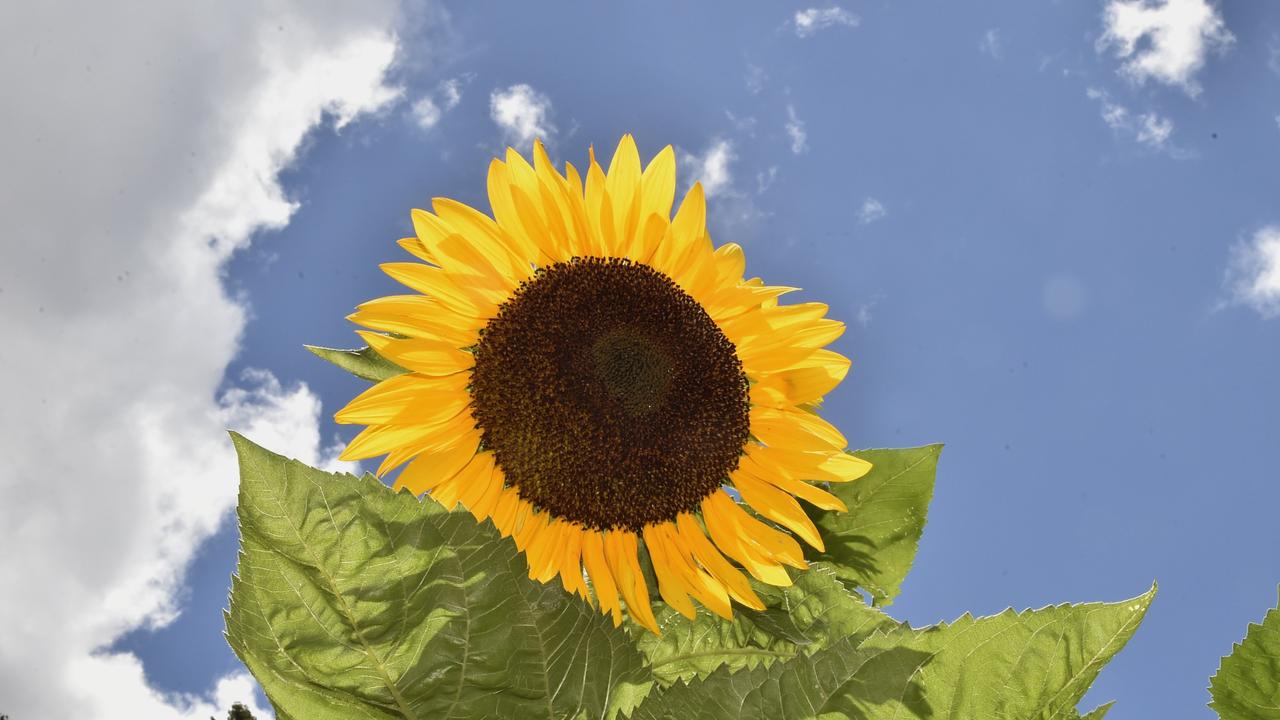 Lockyer gardeners can open their gardens as visitor-welcome areas this Laidley Spring Festival.