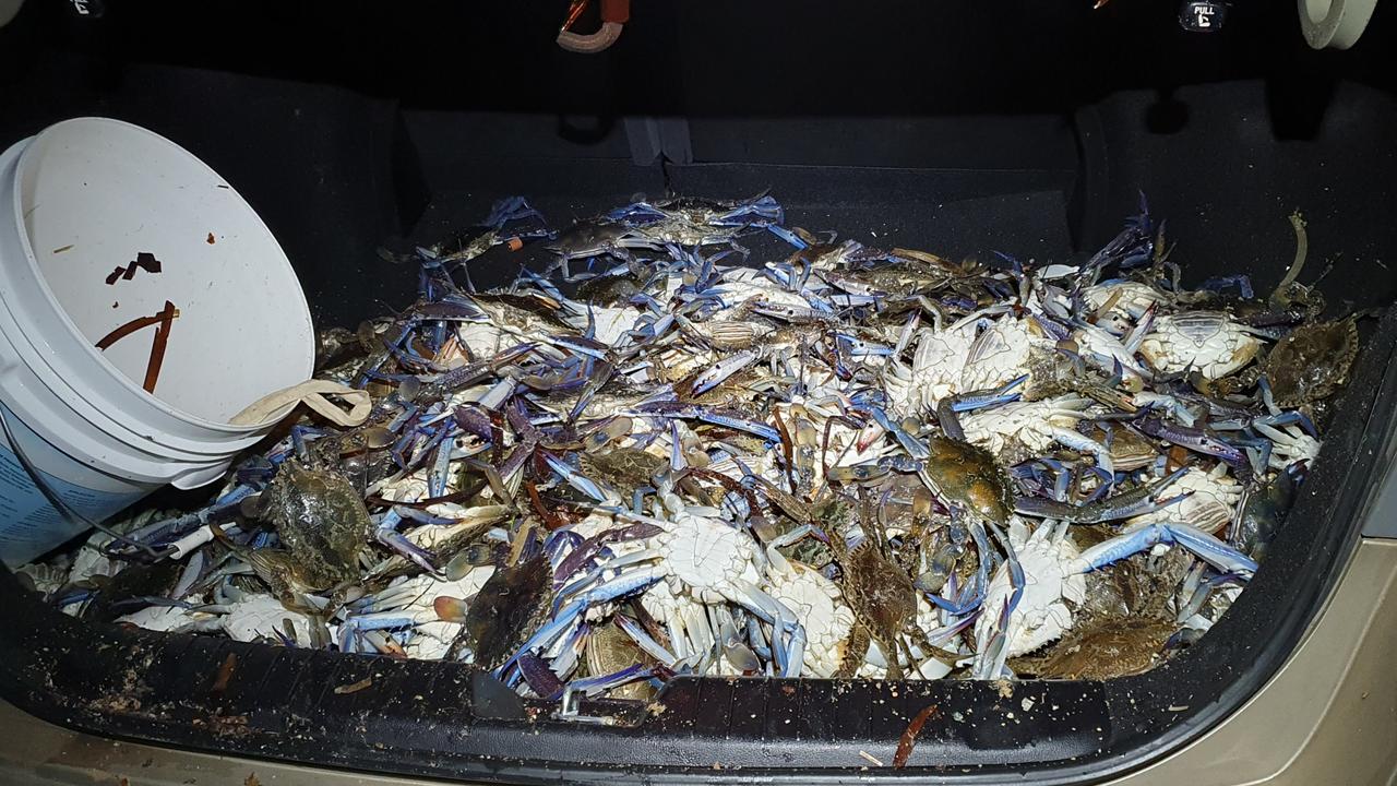 A boot full of blue swimmer crabs seized by fisheries officers. Picture: Primary Industries and Regions SA