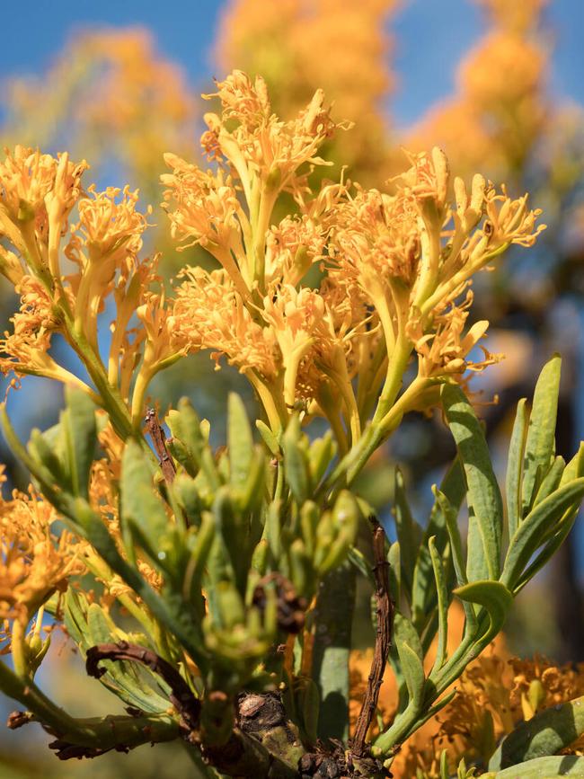 Western Australian Christmas tree.