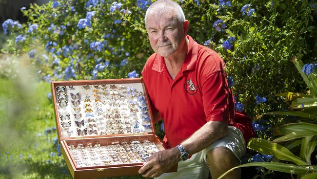 Butterfly Conservation SA acting chairman Gerry Butler with a collection of South Australian butterflies including the endangered coastal bitterbush blue butterfly. Picture: Mark Brake