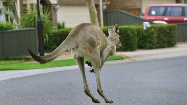 Department of Economic Development, Jobs, Transport and Resources exterminated 22 kangaroos on Friday night on land between the Hume Fwy and Cooper St. Picture: Carmelo Bazzano