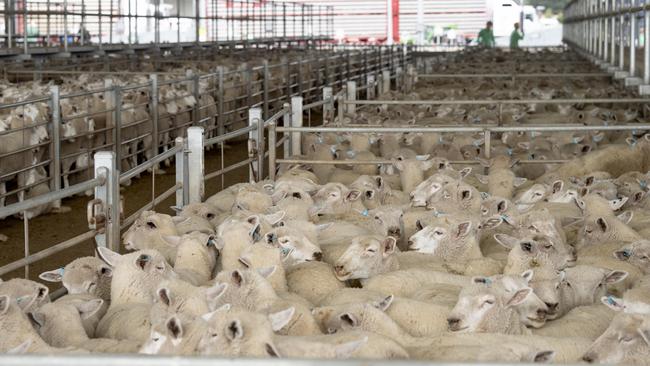 At Bendigo on Monday, some lambs were making below 500c/kg carcass weight and plenty were making less than 600c/kg. Picture: Zoe Phillips