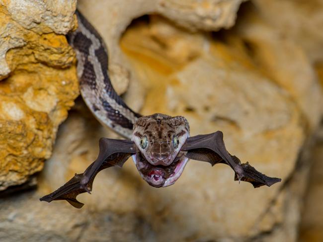 The bat-snatcher by Fernando Constantino Martínez Belmar, Mexico Winner, Behaviour: Amphibians and Reptiles Fernando Constantino Martínez Belmar waits in darkness as a Yucatan rat snake snaps up a bat. Using a red light to which both bats and snakes are less sensitive.