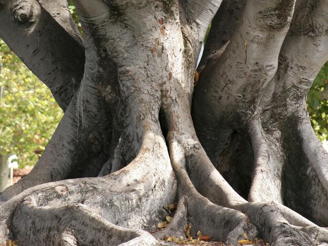 Moreton Bay figs don’t come cheap.