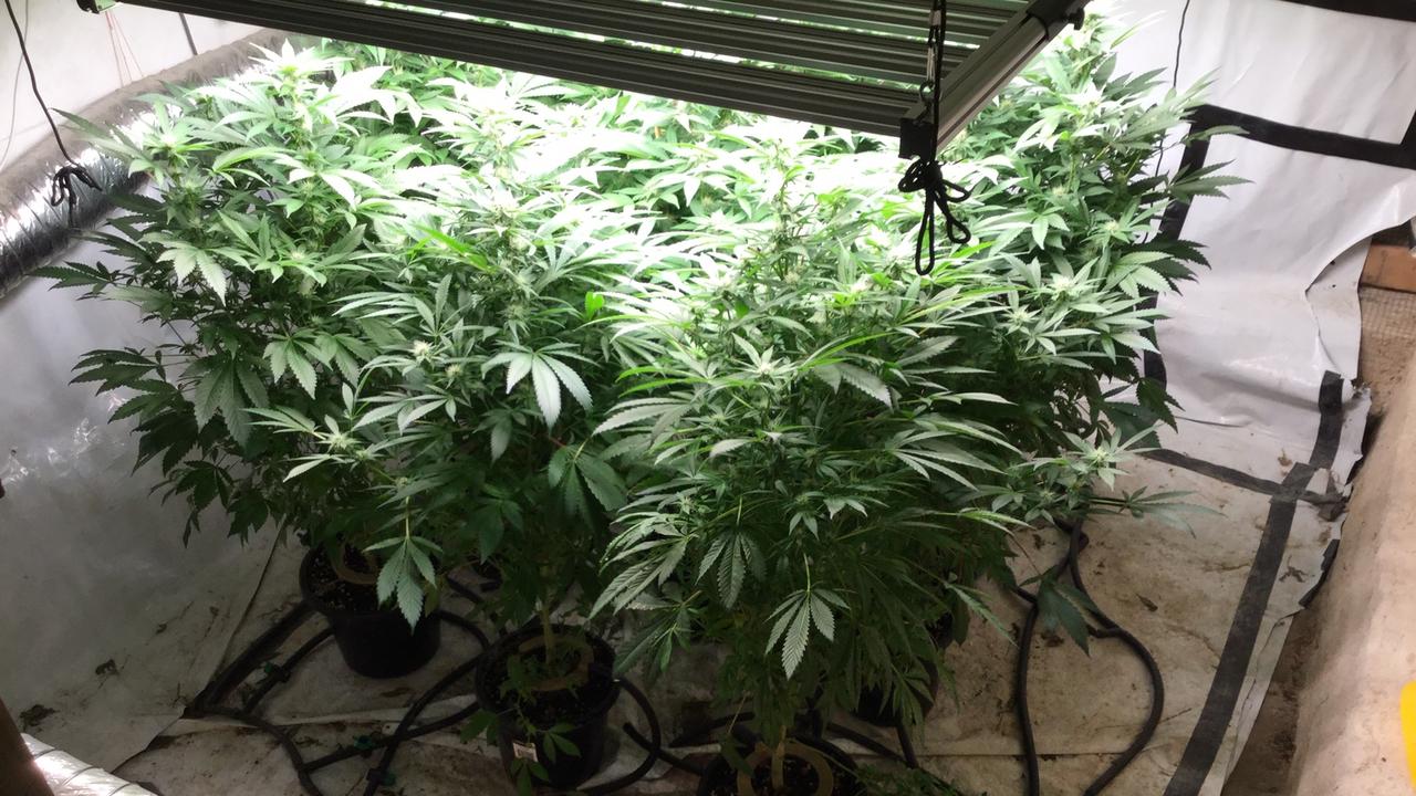 Cairns police find hydroponic cannabis lab behind false wall at ...