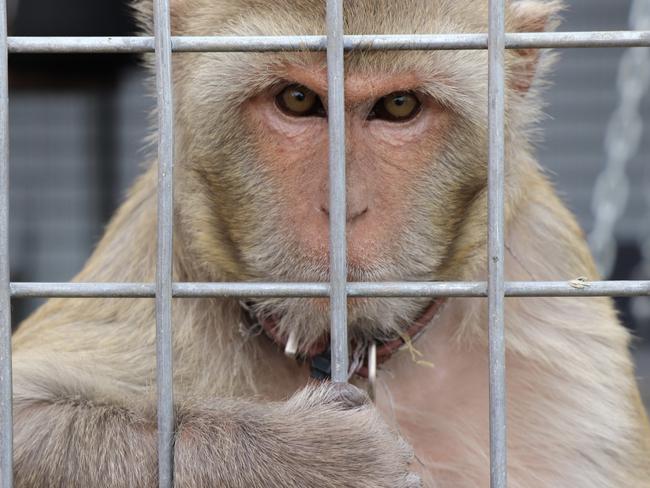 Stardust Circus is one of only two circuses that uses exotic animals.