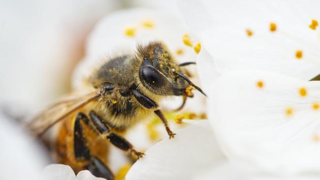 Bringing monoculture farming, which has affected bees in Europe, to an end is the focus of a pledge by some of the world’s largest food companies.