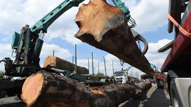 Oak tree trunks on their way from Craon in western France to Paris in 2021, where they were entrusted to the carpenters at Notre Dame. Picture: AFP