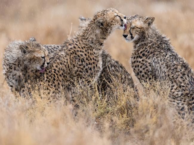 As the saying goes, “a cheetah will never change its spots” – but why would you want it to when they are this adorable. Picture: Sue Morris