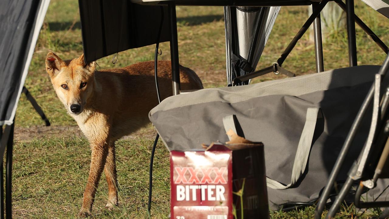 A dingo at a camping ground near Orchid Beach. Picture: Liam Kidston