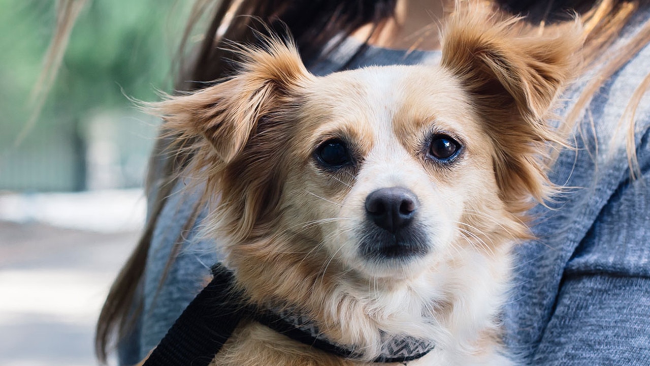 Despite overwhelming demand, the RSPCA is only able to provide direct support to about 23 per cent of people trying to access its Domestic Violence program. Picture: RSPCA NSW