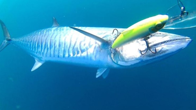 The man was fishing at Six Mile Reef in the mouth of the harbour – a popular spot for fishos to hook a fish – when he was fatally injured on Friday. Photo: The Sunday Mail