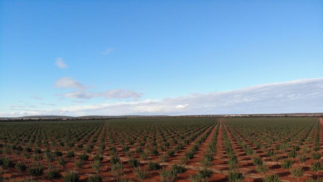 Greenview Farms almond orchard has hit the market for $30 million.