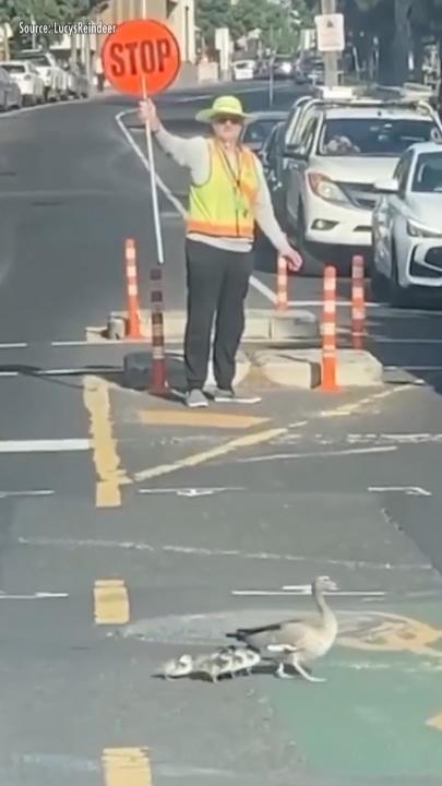 A family of ducks stops Moonee Ponds traffic