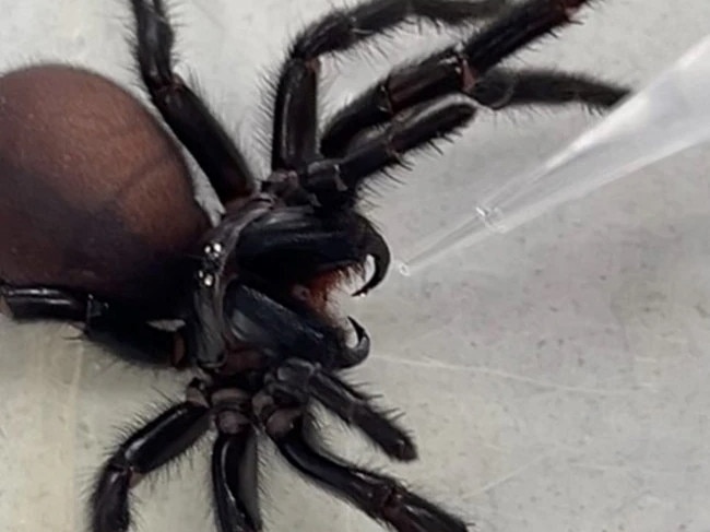 Australian researchers have created a drug using a molecule from the venom of funnel-web spiders. Picture: Supplied